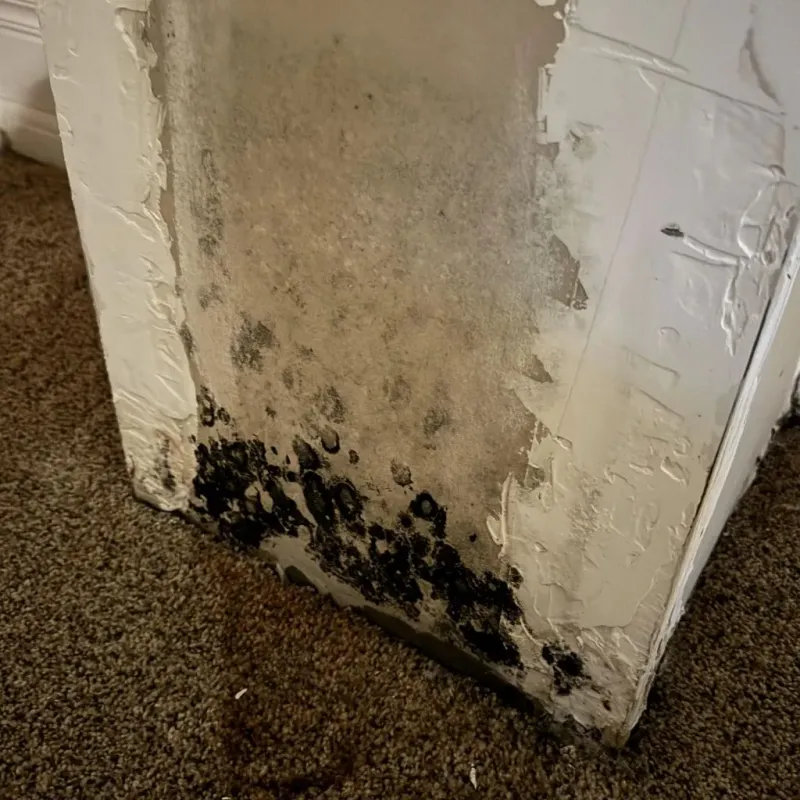 Professional Mold Removal in Memphis, MI